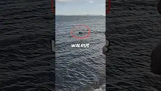Walrus Almost Attacked on Abandoned Island Full of Treasure