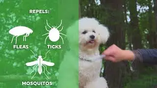 DOG FLEA COLLAR BENEFITS