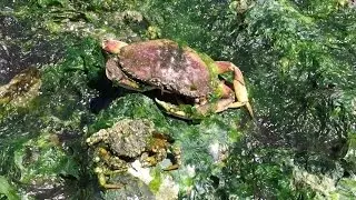 Picnic Point Park Beach Marine Life