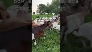 How and why we are #grazing our goats and sheep in our hayfield + woods  #regenerativeagriculture