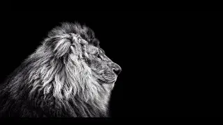 TO THE LION HEARTS