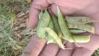 #farmer  #kishan #bharat #india #kharifcrops #rabifasal #crops growing during #winter