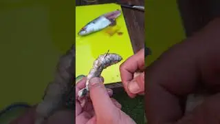 How to use baiting elastic for a mackerel bait on a pennel set up