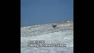 #волкособ #гибрид #волк #бродячаясобака