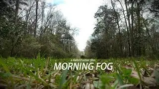 Morning Fog