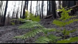 Forest Fires of Cascadia: Past, Present, and Future