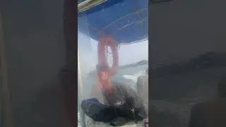 Rakit Merah Teluk Sengat Kota tinggi