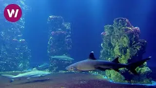 Music for meditation - Sharks Aquarium Visuals