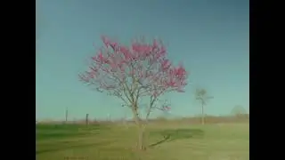 BMPCC4K Film Emulation (Cineprint 16)