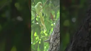 A Cobra Snake Enter in the Parrot Nest | Snake in bird nest
