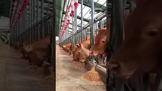 Automated Feeding System: Modern Cattle Farm in Action