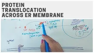 PROTEIN TRANSLOCATION ACROSS ER MEMBRANE