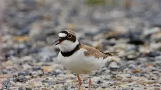 Little ringed plover call,Dverglo,Малый зуёк,Petit Gravelot,Flussregenpfeifer,Charadrius dubius