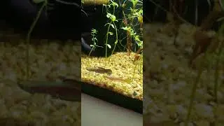 Killifish breeding - Scriptaphyosemion species guinea