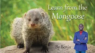 Fascinating Facts about the Mongoose.