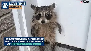 Baby raccoon found standing scared on doorstep after rainstorm | LOVE THIS!