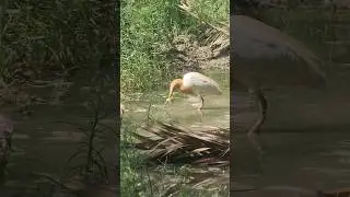 bird eat a frog#eat #frog#bird#shorts