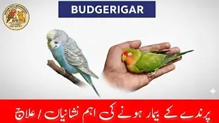 Sick Parrot Indications and Treatment in Urdu / Hindi (پرندے کے بیمار ہونے کی اہم نشانیاں اور علاج)