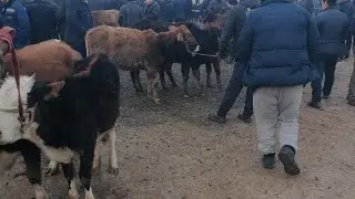 DIYORbek UZ efirda Oqtepa mol bozori