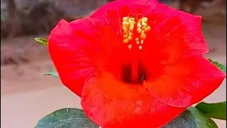 Good night sweet dreams YouTube femily support please 🙏🙏