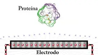 Interacción electrostática entre una proteína y un electrodo