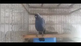 Sanhaco Frade 