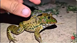 welcome to Nightly Frog Funny _ catching frogs,bullfrog,black frog,scary frog and scorpio, Nightly