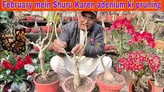 February mein Shuru Karen adenium ki pruning