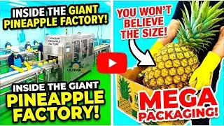 Inside A Modern Pineapple Factory processing plant: From farm to delicious pineapple juice