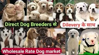 20+ Dog Puppies Available in Delhi For Sale | Husky | Labrador | Pitbull | Beagle | Retriever | Dogs