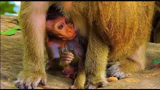 S_kinner Baby BLAZE Was S-truggle To S_teal Milk Feeding As Mom Was Trying To Request Food