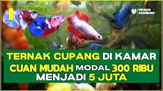 MEMAHAMI TERNAK CUPANG DALAM 8 MENIT !