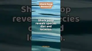 Shark Poop Tells Secrets 🦈💩 #shorts