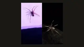 Offline Spirit: OFFLINE SPIDER @ POEMiE.de (Chillout-Kolumne statt Leitmedien-Infotainment-Hysterie)