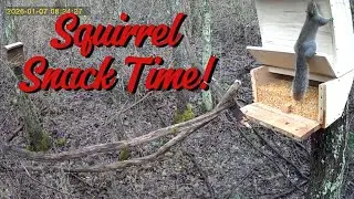 Hungry squirrels in action#squirrelwatch #wildlife #wildlifevideo