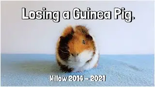 Losing a Guinea Pig: Willow&rsquo;s Message