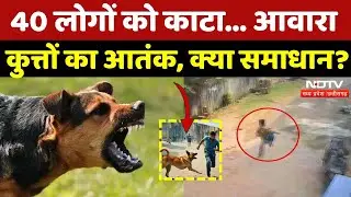 Stray Dogs Attacks: Ujjain में 40 लोगों को पर हमला, आवारा कुत्तों का आतंक, समाधान कब? | MPCG | Top