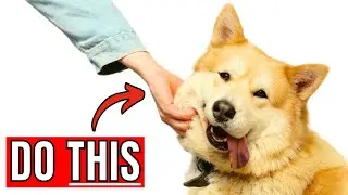 7 Simple Hacks To Improve Your Dog's Life IMMEDIATELY