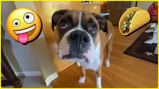 Tacos with Samson & BELLA