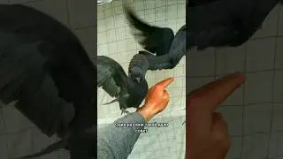ЗАПОМИНАЮЩИИ 🔥&hearts;️🔥 #tauben #pigeon #kabootar