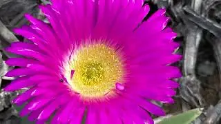 Flower Power Beach Buggy Trips in surroundings of Paternoster