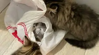 Лея с Лексусом проверяют овощи на качество 😅
