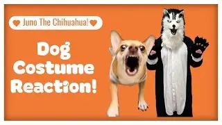 Dog Costume Reaction From My Chihuahua