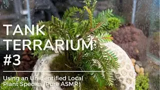 Tank Terrarium #3&ndash; Using an Unidentified Local Plant Species (comment please if you know)