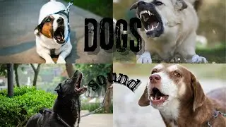 Dogs Sound | ANGRY DOG BARKING..... | MP SOUNDS.