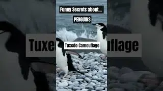 Funny Secrets about Penguins 🐧❄️ Part 4 #funnysecrets #penguin #penguins #naturelovers #secrets