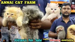 Persian cat 🐱| extreme quality cat's | cat kittens | #eagletwist