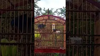 canto nordeste azul&atilde;o para Encarte de golinha.