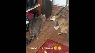 Cat Vs Cat - full of action and suspense