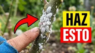 😔 ¡Esta PLAGA PODRIA DESTROZAR a tus Plantas! (Chanchito Blanco)